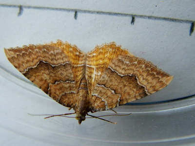 Yellow Shell